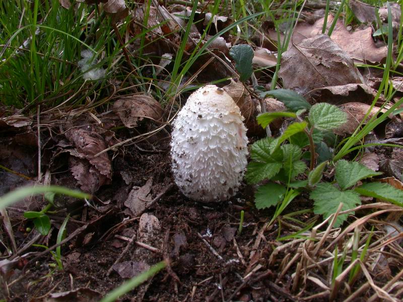 Mycoflora  toscana - Che grande soddisfazione....